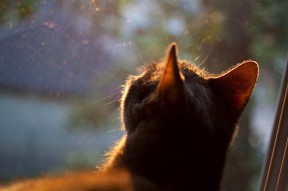 Kaiyun APP-凯尔特人球队替补阵容贡献显著，凯尔特人队怎么样