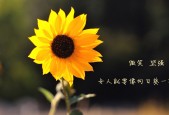 开云官方网页登录-车载声浪：引擎轰鸣的极致享受，汽车声浪怎么安装