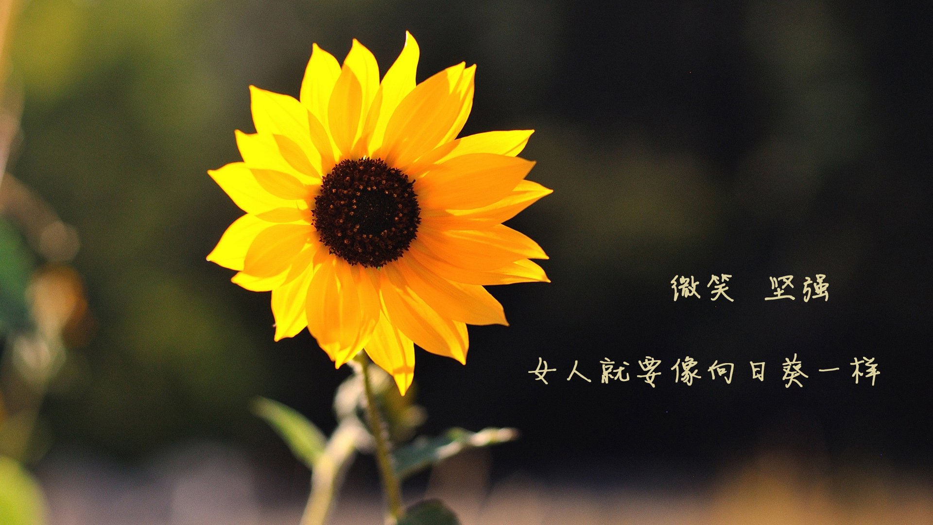 车载声浪：引擎轰鸣的极致享受，汽车声浪怎么安装