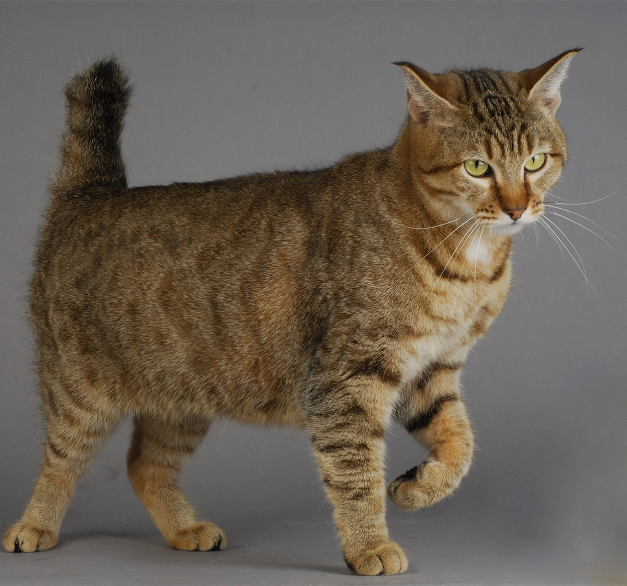 猛龙客场连败，球队士气降至冰点，猛龙最近比赛